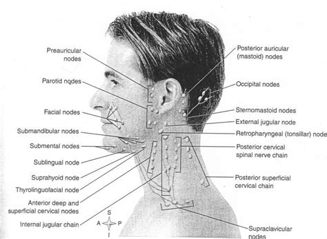 Nodes In Neck Head And Neck Lymph Nodes4 Sternocleidomastoid Muscle