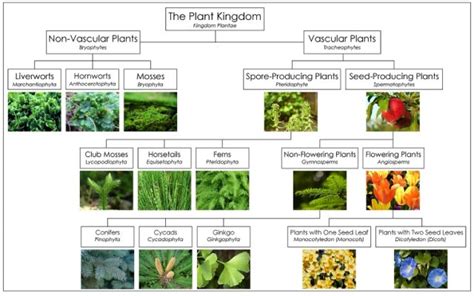 Pengertian Ciri Dan Klasifikasi Kingdom Plantae Atau Tumbuhan Riset