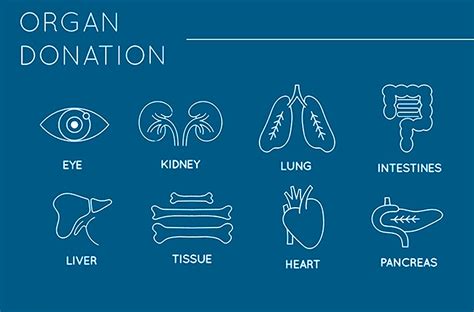 6 Quick Facts About Organ Donation Penn Medicine