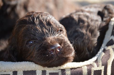 Call today for available goldendoodle puppies for sale. Apricot Goldendoodle Puppies For Sale Florida - Animal Friends