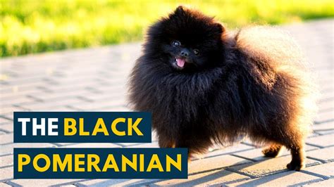 Black Pomeranian 10 Things Owners Should Know Before Adopting This