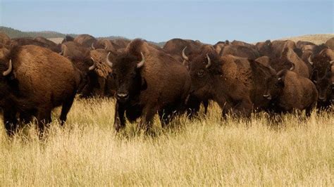 Forty Four Bison Were Just Captured In Yellowstone National Parks