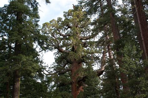 Tree Spotlight Giant Sequoia Canopy Canopy