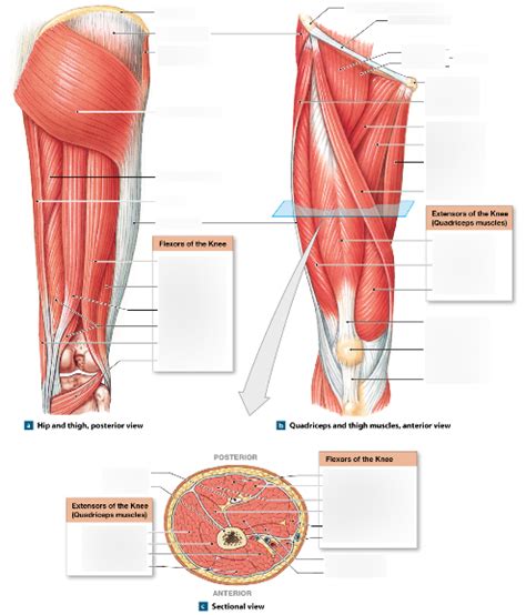 Week 8 Muscles Of The Pelvic Girdle And Lower Limb Diagram Quizlet