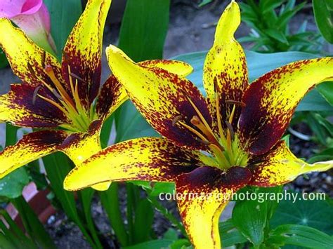 Yellow Burgundy Tango Lily Asiatic Lily Close Up Picture