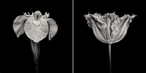 Fine Art Black And White Flower Photography Best Flower Site