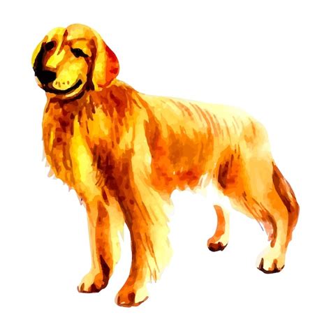 Premium Vector Hand Drawn Golden Retriever Watercolor Dog