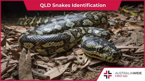 Qld Snakes Identification A Guide