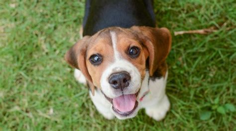 Toy Beagles Characteristics Wow Blog