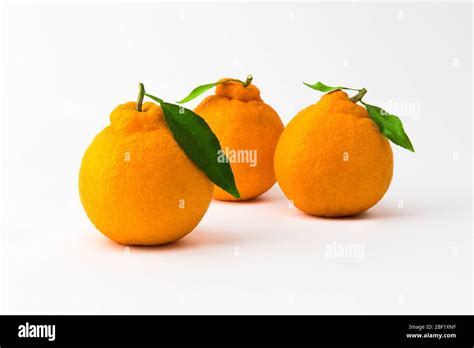 Orange Hallabong On A White Background Three Fruits Seen From The