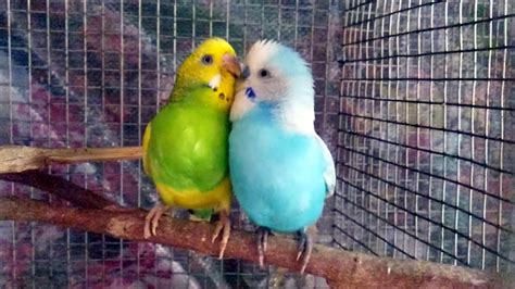 Baby Parakeet Birds Our Parakeets Now Have Parakeet Baby Birdschicks