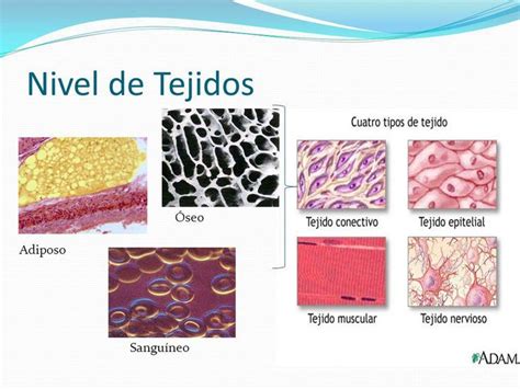 Several Different Types Of Cells In The Body