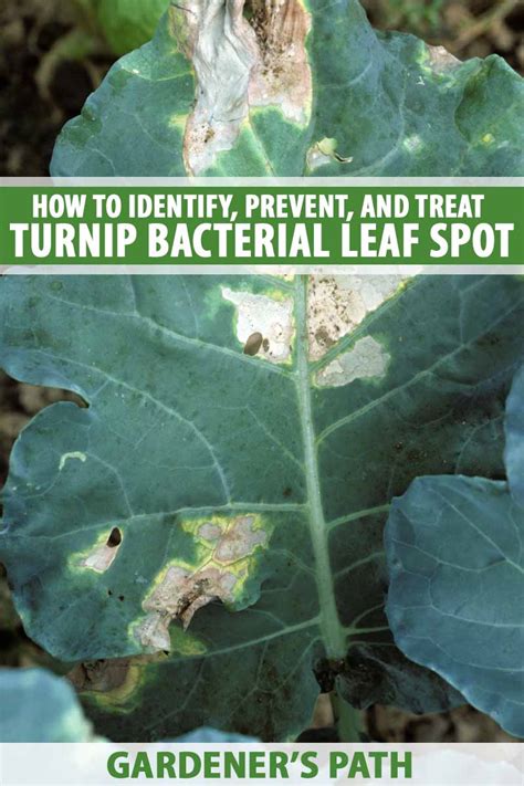 How To Identify Prevent And Treat Bacterial Leaf Spot On Turnip Crops