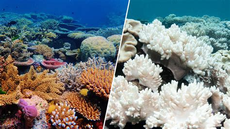 Coral Bleaching Hot Ocean Water Damaging South Florida Reefs Sea Life