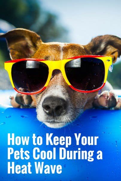 How to Keep Your Pets Cool During a Heat Wave
