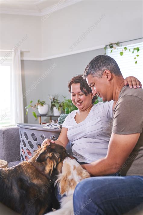 Affectionate Couple Petting Dogs In Living Room Stock Image F031