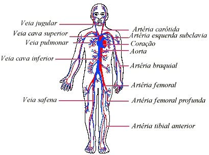 Pequena e grande circulação Veias e artérias do corpo humano