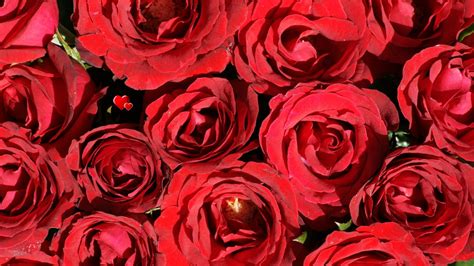 วอลเปเปอร์ ดอกกุหลาบ ดอกไม้ สีแดง ตูม หัวใจ 1920x1080 Wallhaven