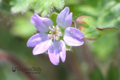 In cereals, sulfonylurea herbicides such as metsulfuron+tribenuron can give good control of small plants but restrictions on. dovefoot geranium Geranium molle Weed Profile - Weed ...