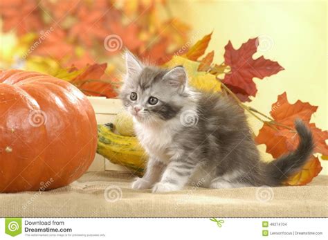 Cat Playing In Autumn Leaves Stock Photo Image Of Funny