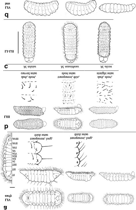A Dorsal And Lateral Views Of The Early Fourth Instar Larvae With Download Scientific Diagram