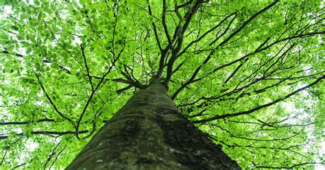 Climate Change Why The Beech Tree Boom Is Bad For Cool Forests