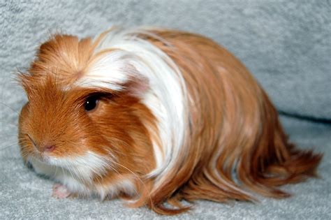 Long Haired Guinea Pig Tired Of Being Mistaken For Donald Trump