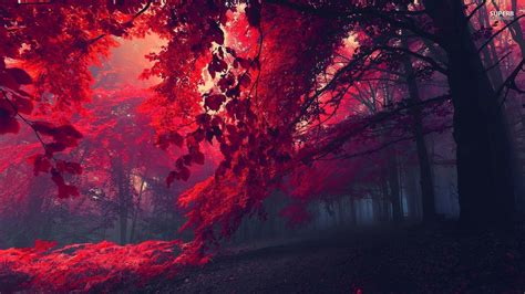 Hd Crimson Trees Forest Coolwallpapersme