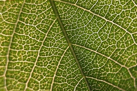 Macro Photography Green Leaf Macro Micro Nature Close Up Pattern