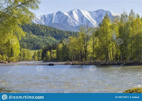 Charysh River In The Altai Mountains Green Forests And Snow Capped