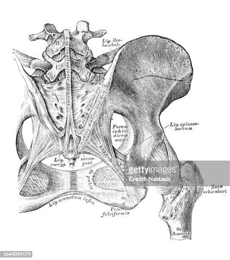 Pelvis Anatomy Fotografías E Imágenes De Stock Getty Images