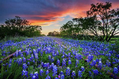 Natalie Horner Blue Wildflowers In Texas The Wildflowers Of Texas