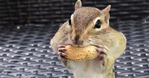 Chipmunk Fills His Entire Mouth With Peanuts Videos The Dodo