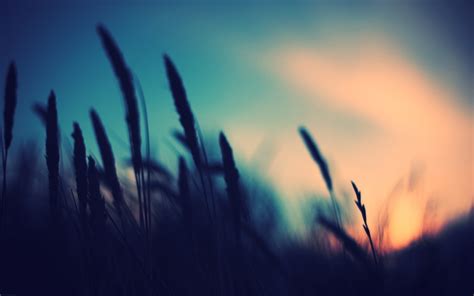 Photography Nature Plants Blurred Sunset Depth Of Field Wallpapers