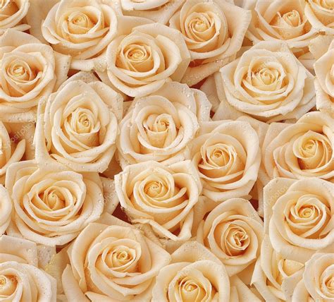 Cream Roses Seamless Pattern — Stock Photo © Vlukas 10049322