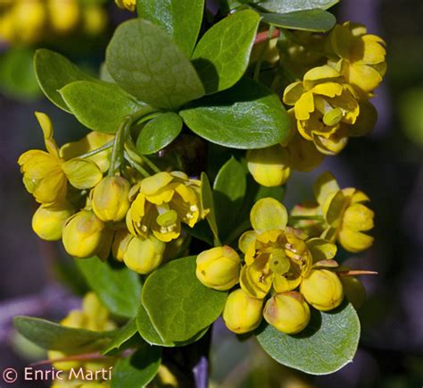 Berberidaceae Berberis Vulgaris Subsp Australis Flores Silvestres