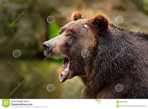 Bear With Open Muzzle Portrait Of Brown Bear Detail Face Portrait Of