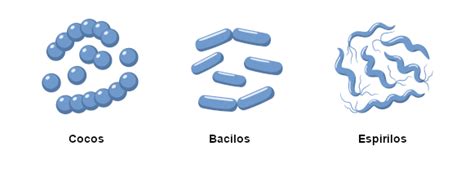 Bactérias Características Tipos Reprodução Brasil Escola