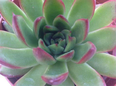 Succulent Plant Echeveria Agavoides Red Tip Lovely
