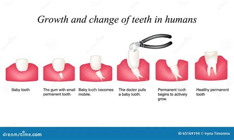 Growth And Shift Teeth In Humans Stages Of Development Of Teeth