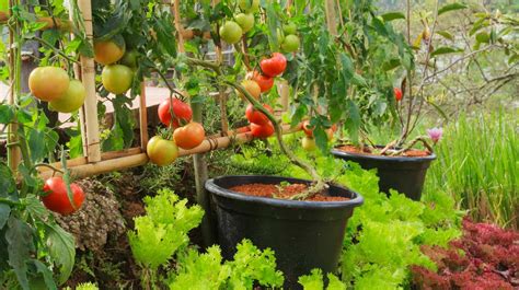 Check spelling or type a new query. 7 Secrets To Growing Fruit Trees In Containers | Homesteading