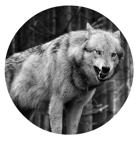 Image Wolf Wallpaper Iphone 5 Animals Wolf Iphone 6 Plus 1080x1920 Wallpaperpng Animal Jam