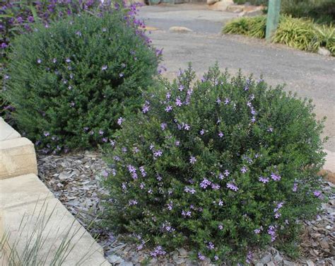 Westringia Australian Coast Rosemary Multiple Varieties Of This Shrub