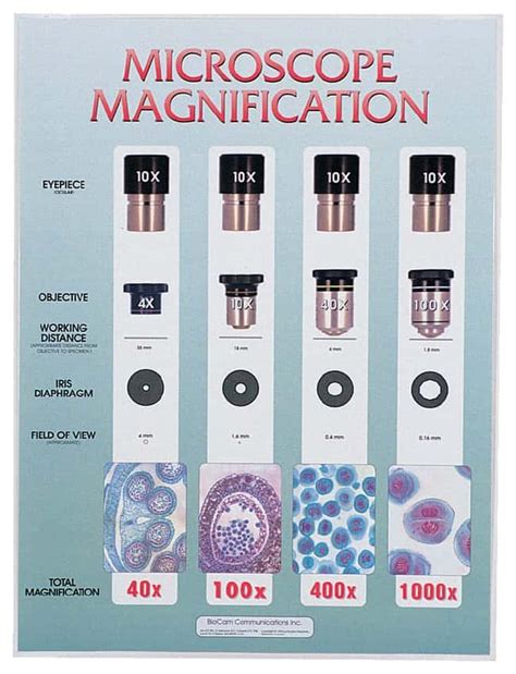 Microscope Magnification Levels Chart