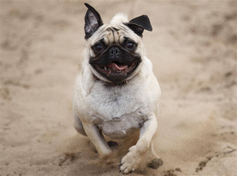Einfach ist die regel, wann man seinen welpen nach draußen bringen soll: So erziehen Sie einen Mops