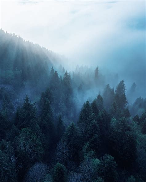 Forest Trees Fog Rays Hd Phone Wallpaper Peakpx