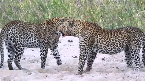 Wild South African Leopards Fight Youtube