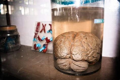 Brain In A Jar Science Facts Brain Facts Common Myths