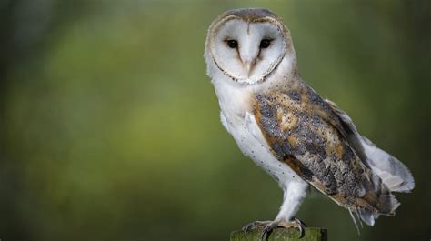 Barn Owl Surveys From Licensed Surveyors Contract Ecology