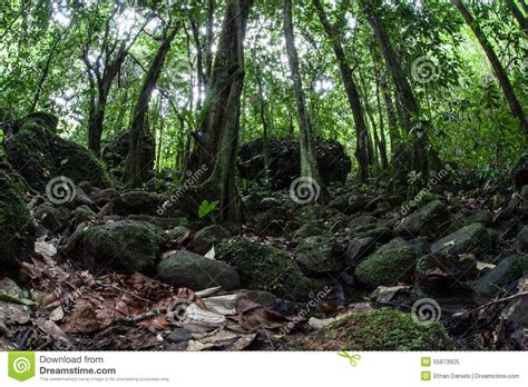 Rocky Floor Of Tropical Rainforest Stock Image Image Of
